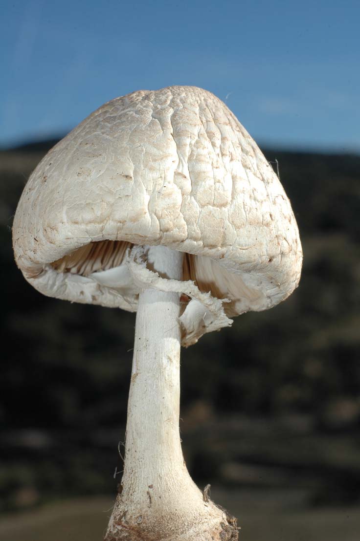 Macrolepiota sp